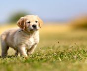 golden retriever puppy standing outdoors 500x486.jpg from golden