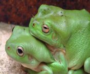 green tree frogs.jpg from xxx frog
