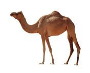 camel 346709216.jpg from malayalm xxx camel re