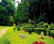 gampaha henarathgoda botanical garden 5c7a2 1.jpg from sri lankan gampaha kanthi