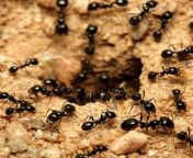 black ants.jpg from antsxx