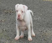 male platinum lilac white pocket bully puppy 8 weeks 1 1138x569.jpg from bully white