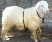 bannur sheep.jpg from bannur