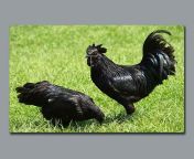 black chicken.jpg from বড় এবং চর্বি কালো মোরগ আনন্দদায়ক ভারতীয় ভগ