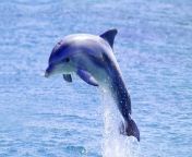 bottlenose dolphin istock.jpg from dholpin