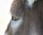 the donkeys eye.jpg from donkeys horseye