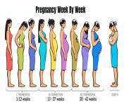 pregnancy week by week.jpg from pregnancy