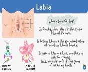 labia definition and examples.jpg from labia six