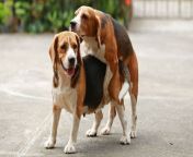 dog mating banner.jpg from www dogs sex