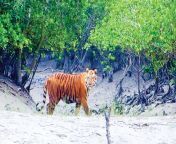 sundarban tiger.jpg from বড় দোষ খালা পরা বাঘ ব্লাউজ শাড়ি দেখাচ্ছে বিপুল boobs পর্ণ এবং