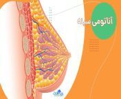 breast structure.jpg from زنان سینه اندامی