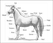 horses parts.jpg from and ahorse