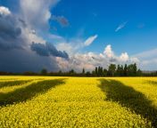 yellow flower fields in ukraine.jpg from fileds