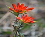 two red indian paintbrush flowers.jpg from indian brush