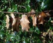 dead oak leaves.jpg from sirn in bushes