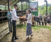 dairy calves donation sri lanka 1140x640 jpgitok9fwgypfi from dairy farm womens