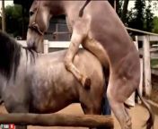 فیلم کامل جفت گیری اسب و خر – جفت گیری خر و اسب 730x410.jpg from سکس ایرانی مچ گیری