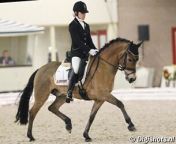 fei dressage pony for sale on horse scout remco.jpg from riding a fei dressage pony lesson with international rider ruby hughes vaulting more