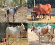 देसी गाय 1.jpg from देसी कांड एमएमएस क्लिप का देसी कॉल गर्ल साथ में ग्राहक लीक एमएमएस