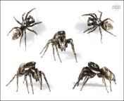 jumpingspidercollectionmale2a jasonsteel 950.jpg opt950x634o00s950x634.jpg from possession spider