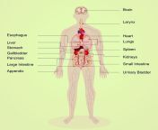 human body diagram for kids.jpg from body of