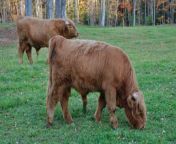 big and rob grazing.jpg from big