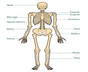 the human body labeled diagram.jpg from body of