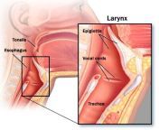 throat anatomy.jpg from deep throat pain