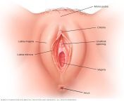 ans7 vulva 8col.jpg from vagina pics