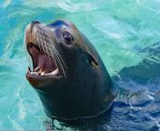 sea lion 3054045 1920.jpg from see lion