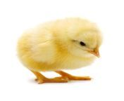 baby chick 500x jpgv1694122573 from chick