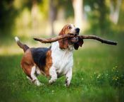 dog dog guide a basset hound retrieving a stick he knows how to fetch.jpg from retrieve