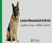 caninerheumatoidarthritis1.jpg from dogs ra