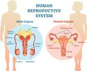 reproductive health2.jpg from female and