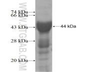 parn fusion protein ag4783.jpg from parn hup