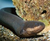 01 electric eel1.jpg from eall