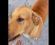 hombre adopta a perra que lo ataco jpgquality52w523h374crop1 from perra que adocta chiva