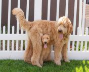 gettyimages 863996608 goldendoodle 2000 9c0c7fc15b474d92b577dad0ff31a438.jpg from www 18 com