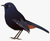 453 4533331 indian robin indian koel bird drawing.png from download indian nick koel pg sexvideo