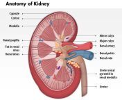 0514 anatomy of kidney medical images for powerpoint 1 slide01.jpg from kidn