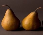 pears 157403134.jpg from pear l