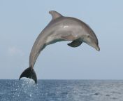 atlantic bottlenose dolphin jumping high during a dolphin training demonstration 154724035 59ce93949abed50011352530.jpg from dolfinsex