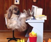 bunny on computer.jpg from naughty rabbit