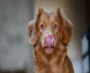 licking reddog.jpg from licking dogs