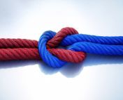 knots.jpg from knot