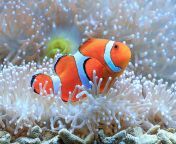 close up of clown fish swimming by coral 1145795316 07b78e286f674781a83abbcada6f38c8.jpg from fish a