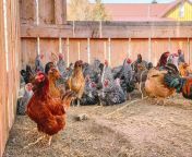 chickens in run 1 1536x1135.jpg from natis hen