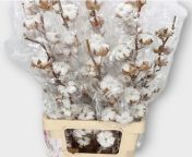 gossypium cotton 13 buds 80cm 1.jpg from 13 buds