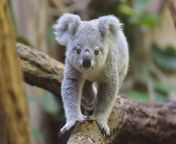 koala on branch c61565bbdbe344a399d9b3cd77d78fd6.jpg from koal apuna gay