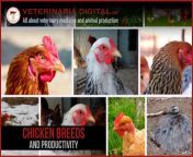 chicken breeds and productivity.jpg from www xxx image comincan hen